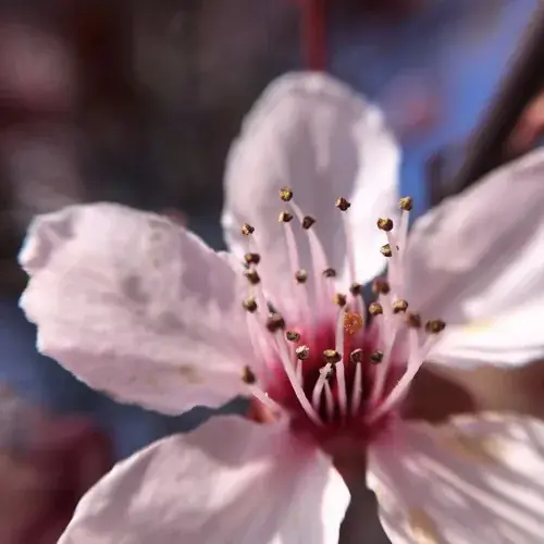 The Wildflower
