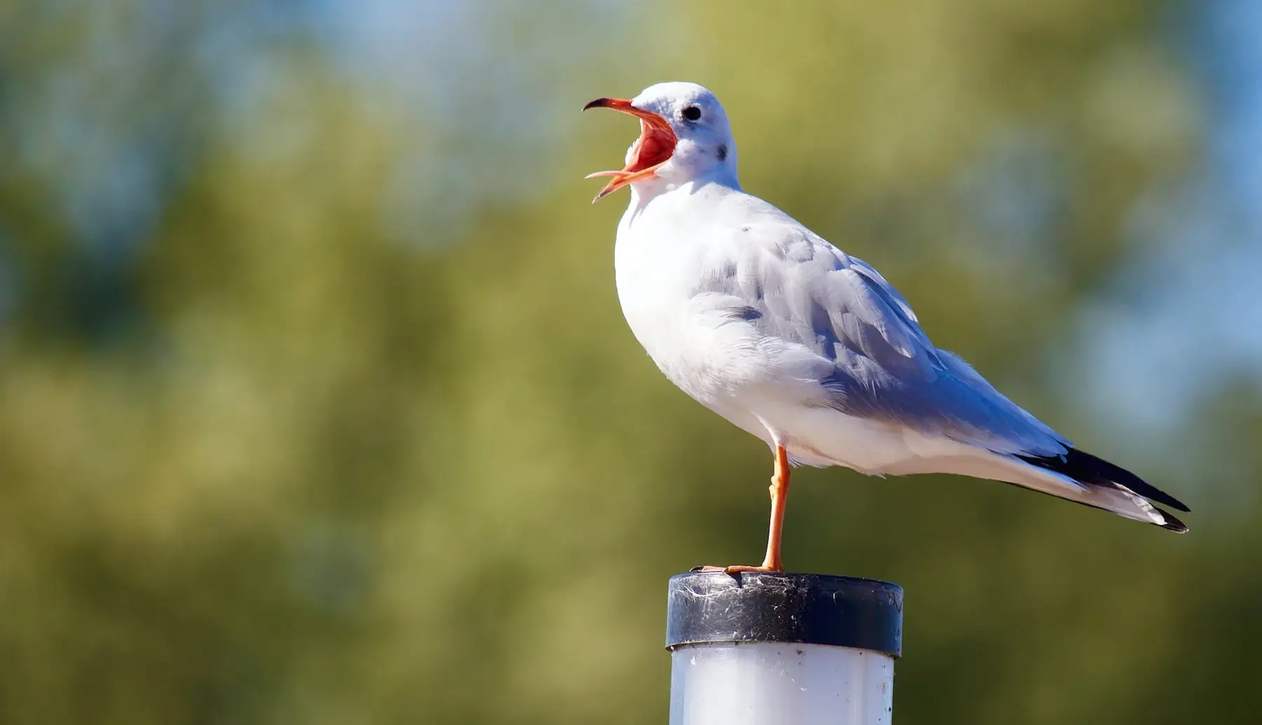 close up of bird perching on wood